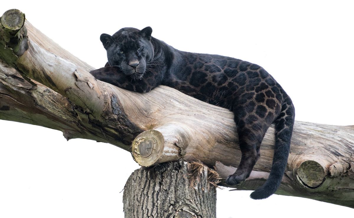 Jaguar