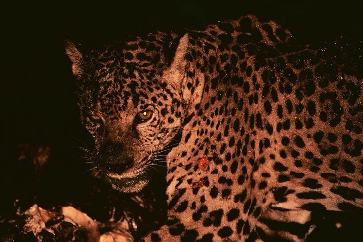 Leopard
