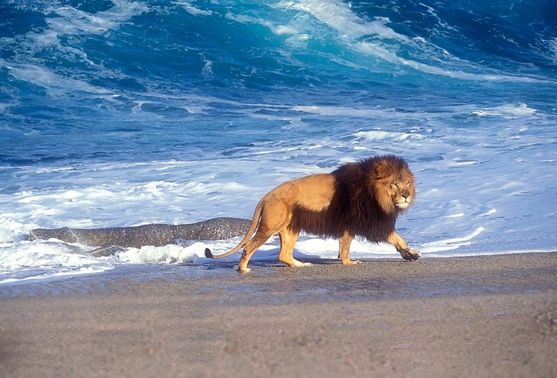 Lion